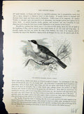 Old Orpheus Warbler Curruca Orphea Brehm Jones C1860 Cassell'S Birds Victorian