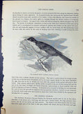 Old Sparrow Hawk Warbler Curruca Nisoria Brehm Jones C1860 Cassell'S Victorian