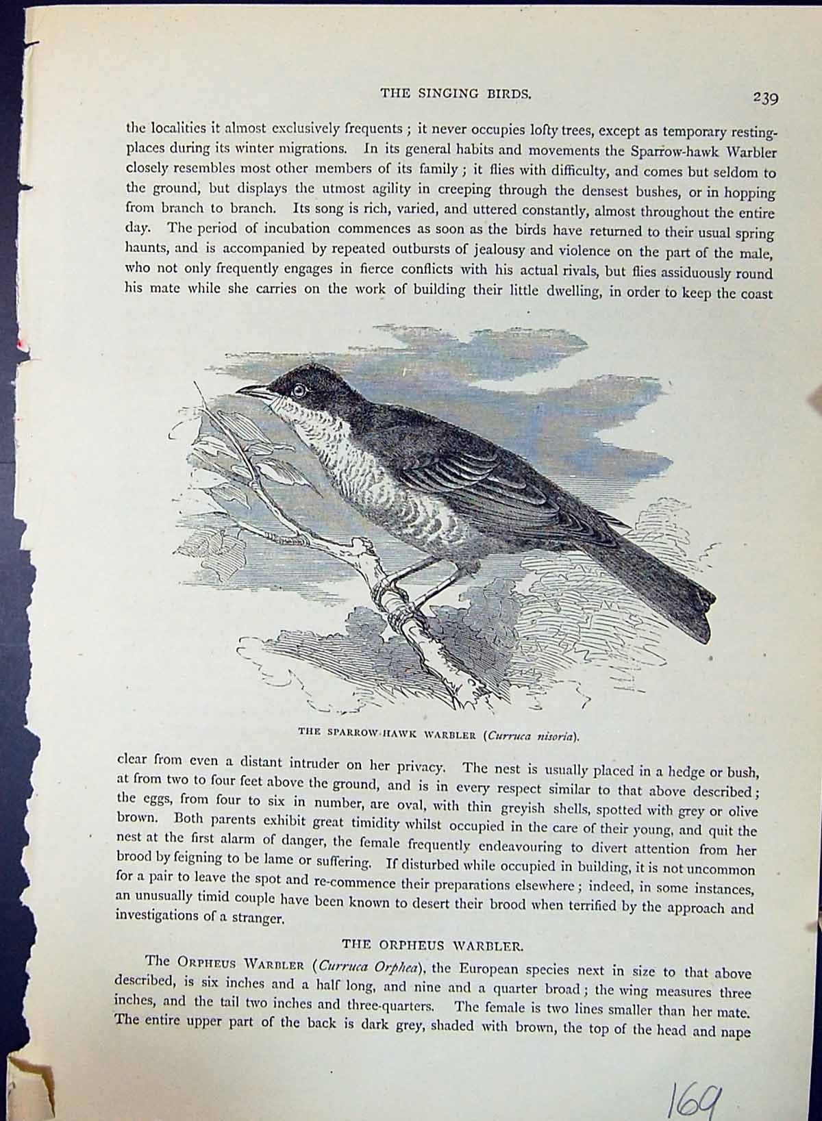 Old Sparrow Hawk Warbler Curruca Nisoria Brehm Jones C1860 Cassell'S Victorian