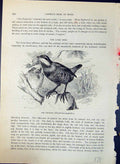 Old Tapacolo Pteroptochus Megapodius Brehm Jones C1860 Cassell'S Bird Victorian