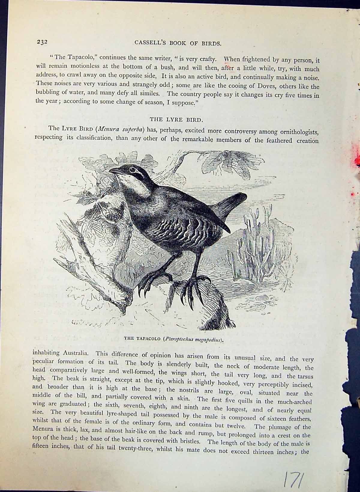 Old Tapacolo Pteroptochus Megapodius Brehm Jones C1860 Cassell'S Bird Victorian