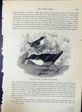 Old Water Ouzel Dipper Cinclus Aquaticus Brehm Jones C1860 Cassell'S Victorian