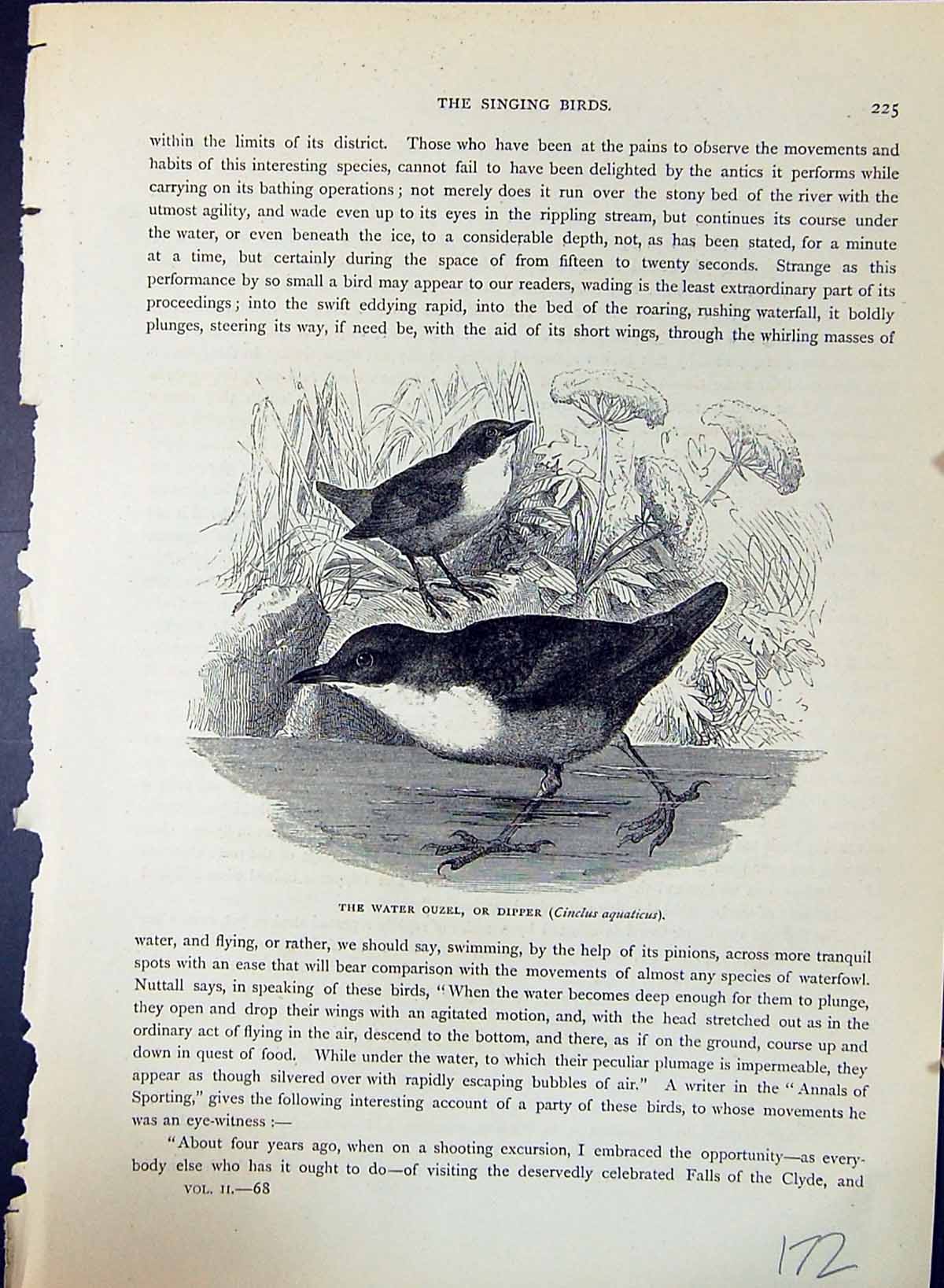 Old Water Ouzel Dipper Cinclus Aquaticus Brehm Jones C1860 Cassell'S Victorian