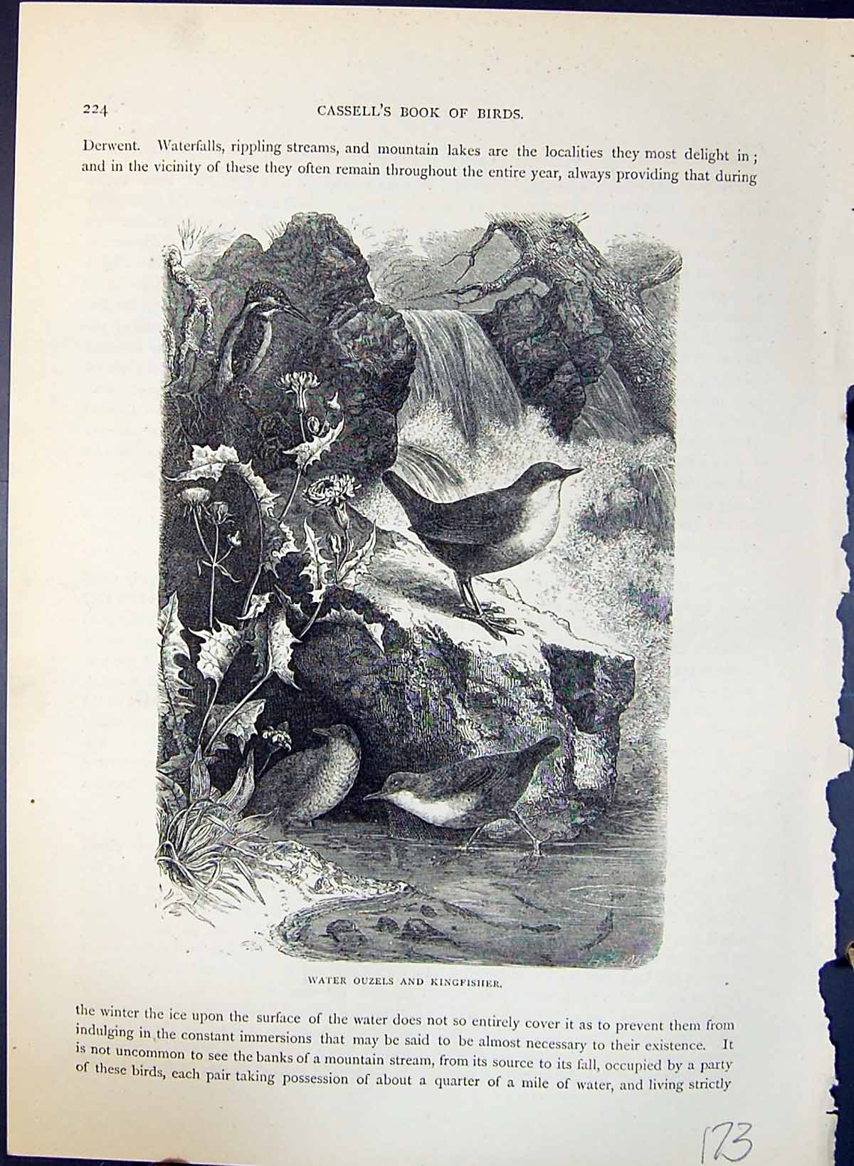 Antique Old Print Water Ouzels Kingfisher Brehm Jones C1860 Cassell'S Birds