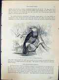Old White-Rumped Babbler Crateropus Leucopygius Brehm Jones C1860 Cas Victorian