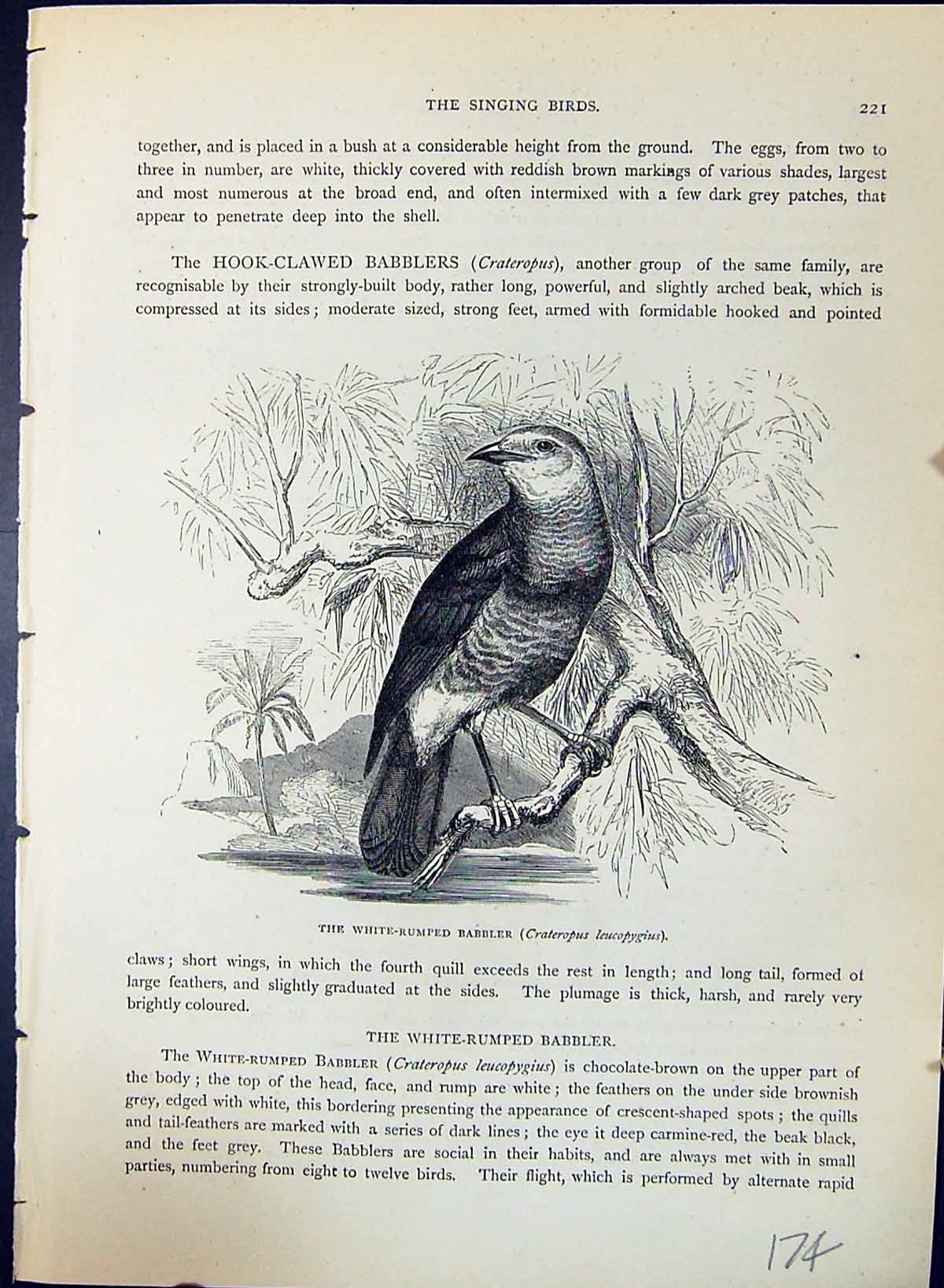 Old White-Rumped Babbler Crateropus Leucopygius Brehm Jones C1860 Cas Victorian