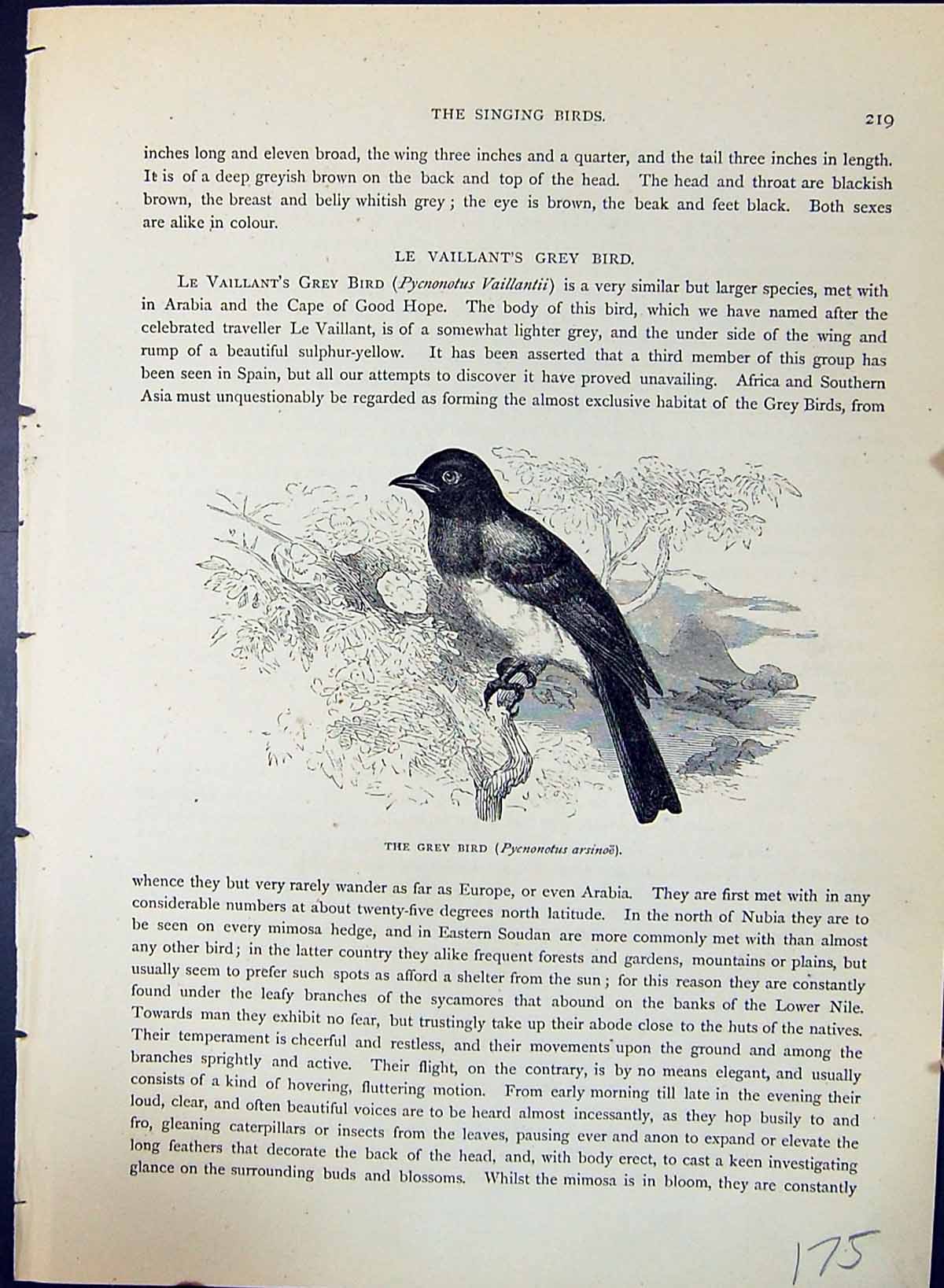 Old Print Grey Bird Pycnonotus Arsinoe Brehm Jones C1860 Cassell'S Birds 19th