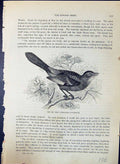 Old Brehm Jones C1860 Cassell'S Birds Cat Bird Galeoscoptes Carolinen Victorian