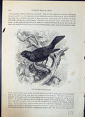 Antique Old Print Blackbird Turdus Merula Brehm Jones C1860 Cassell'S Birds