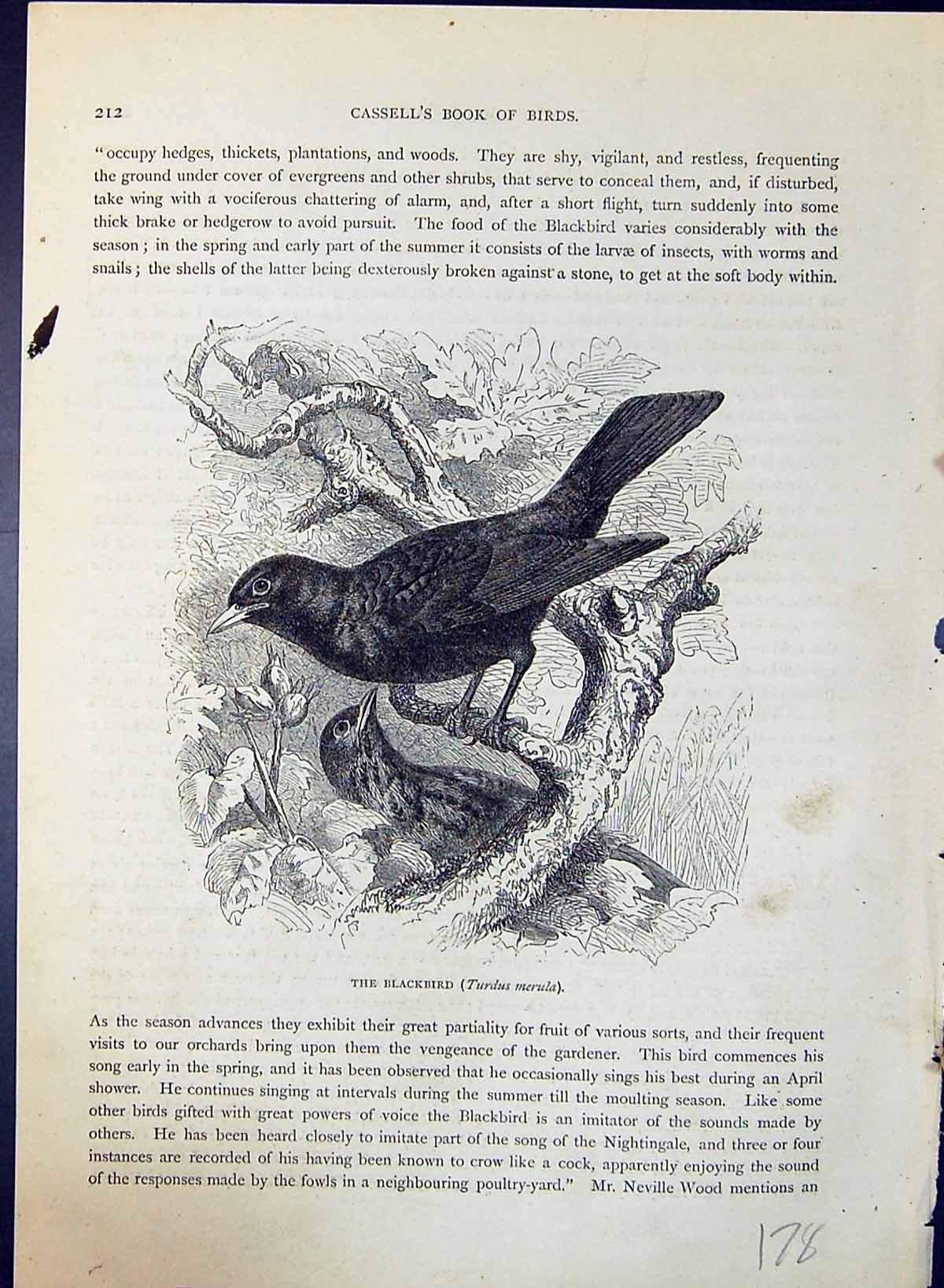 Antique Old Print Blackbird Turdus Merula Brehm Jones C1860 Cassell'S Birds