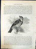 Antique Print Song Thrush Turdus Musicus Brehm Jones C1860 Cassell'S Birds 19th