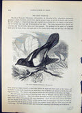 Old Bush Warbler Thamnoloea Albiscapulata Brehm Jones C1860 Cassell'S Victorian