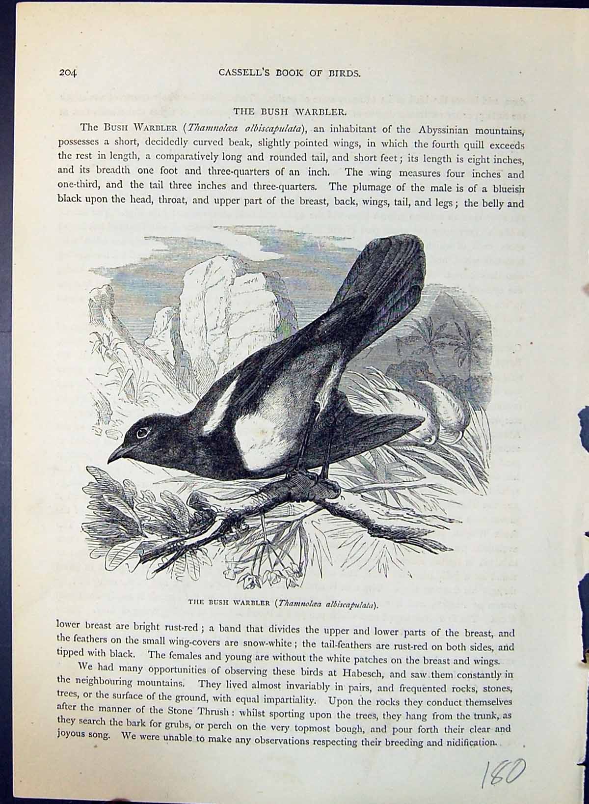 Old Bush Warbler Thamnoloea Albiscapulata Brehm Jones C1860 Cassell'S Victorian
