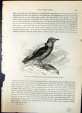 Old Stone Thrush Rock Wagtail Petrocincla Brehm Jones C1860 Cassell'S Victorian