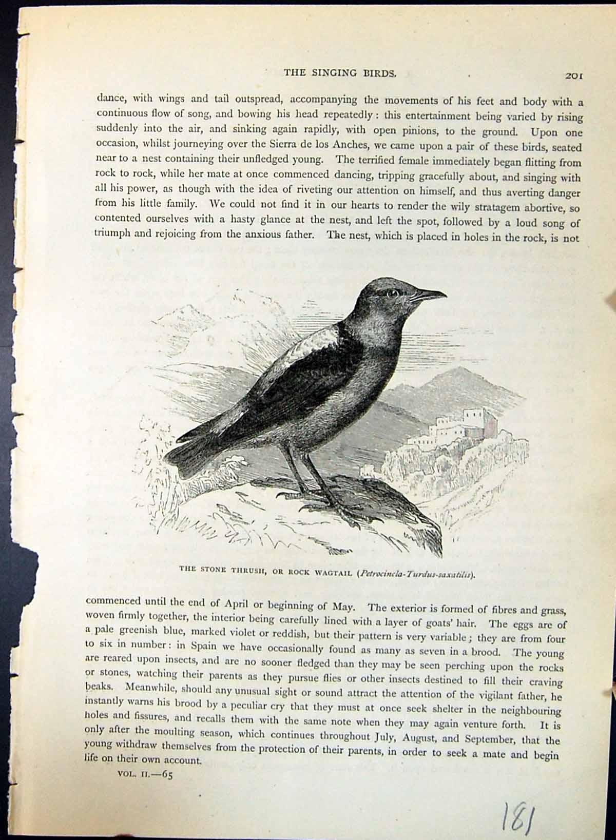 Old Stone Thrush Rock Wagtail Petrocincla Brehm Jones C1860 Cassell'S Victorian