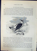 Old Eared Stone Chat Saxicola Aurita Brehm Jones C1860 Cassell'S Bird Victorian