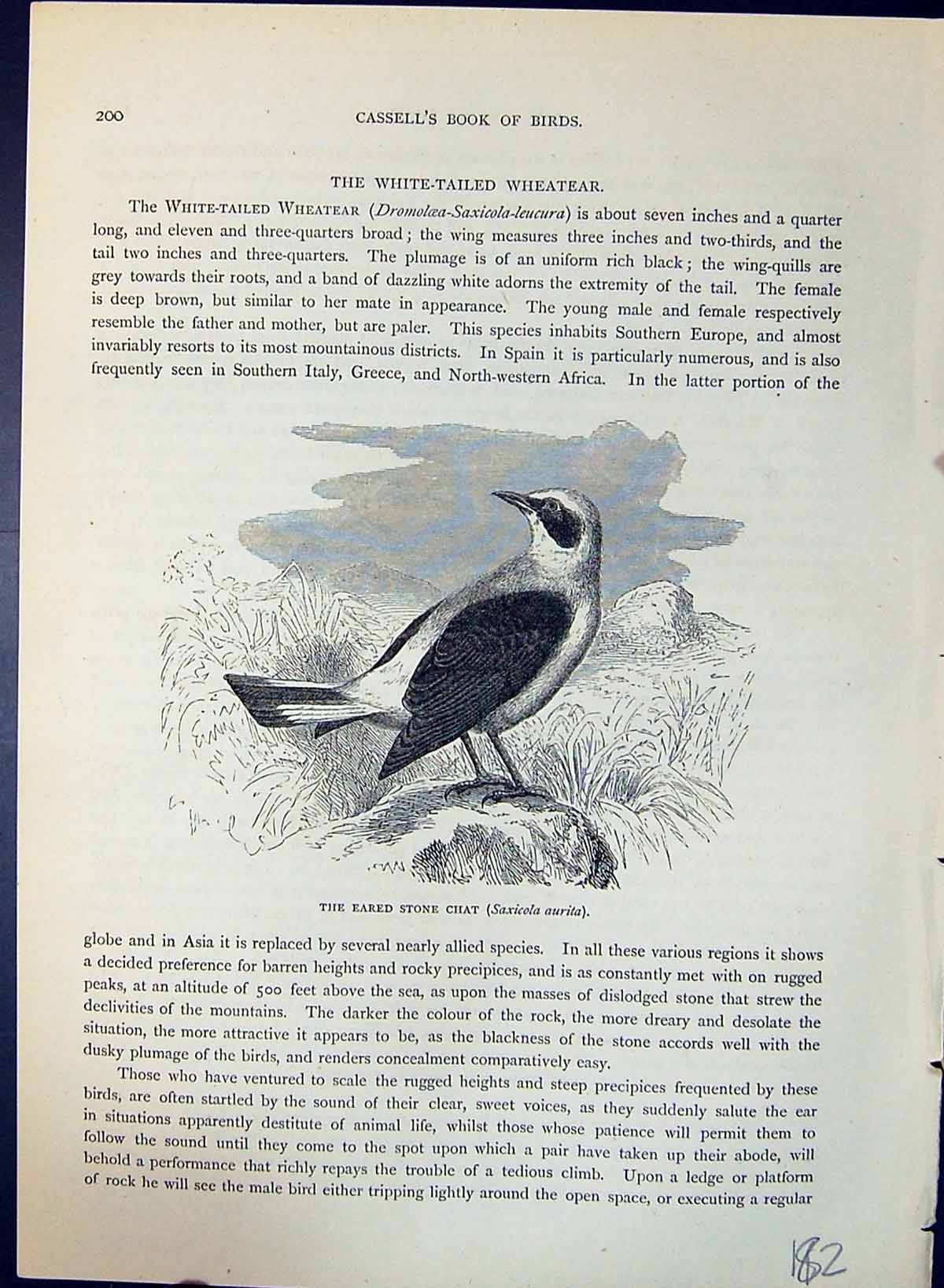 Old Eared Stone Chat Saxicola Aurita Brehm Jones C1860 Cassell'S Bird Victorian