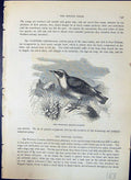 Antique Print Wheatear Saxicola Oenanthe Brehm Jones C1860 Cassell'S Birds 19th
