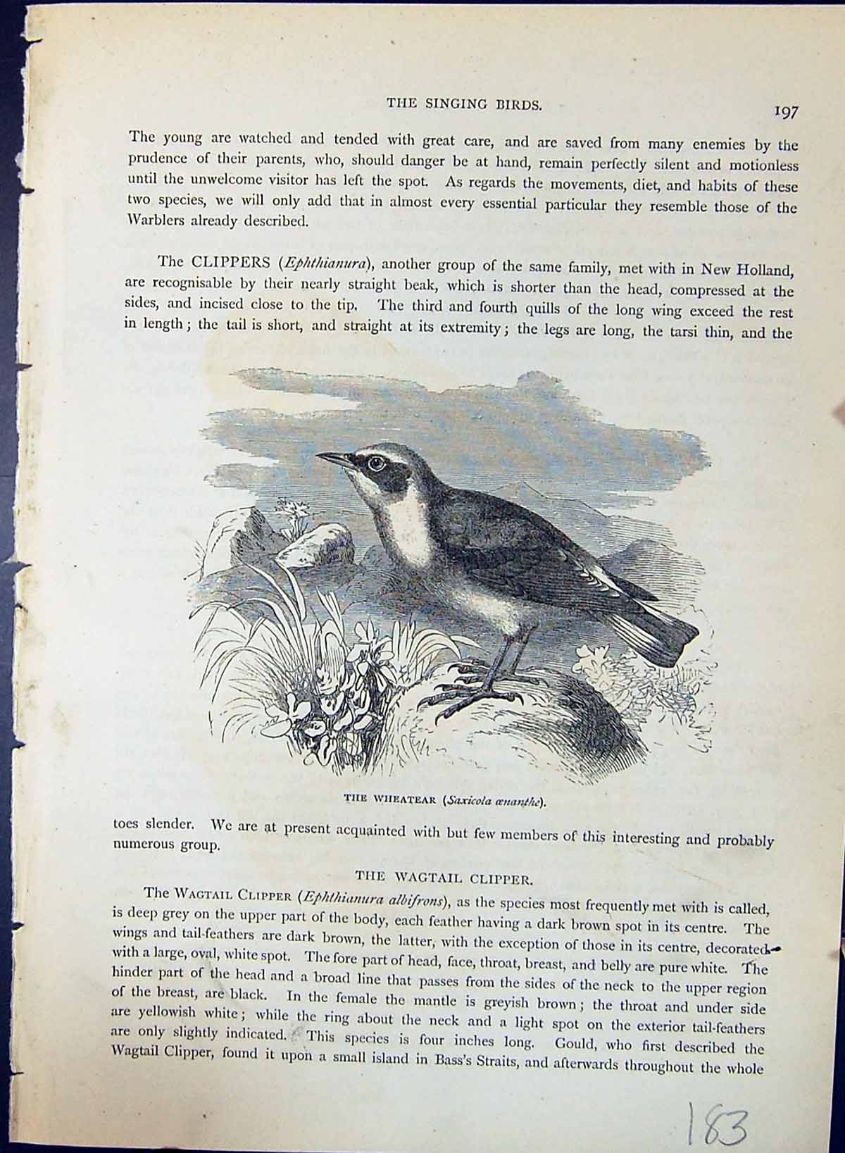 Antique Print Wheatear Saxicola Oenanthe Brehm Jones C1860 Cassell'S Birds 19th