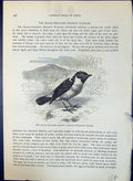 Old Black-Throated Meadow Warbler Pratincola Brehm Jones C1860 Cassel Victorian