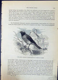 Antique Old Print Garden Redstart Ruticilla Brehm Jones C1860 Cassell'S Birds