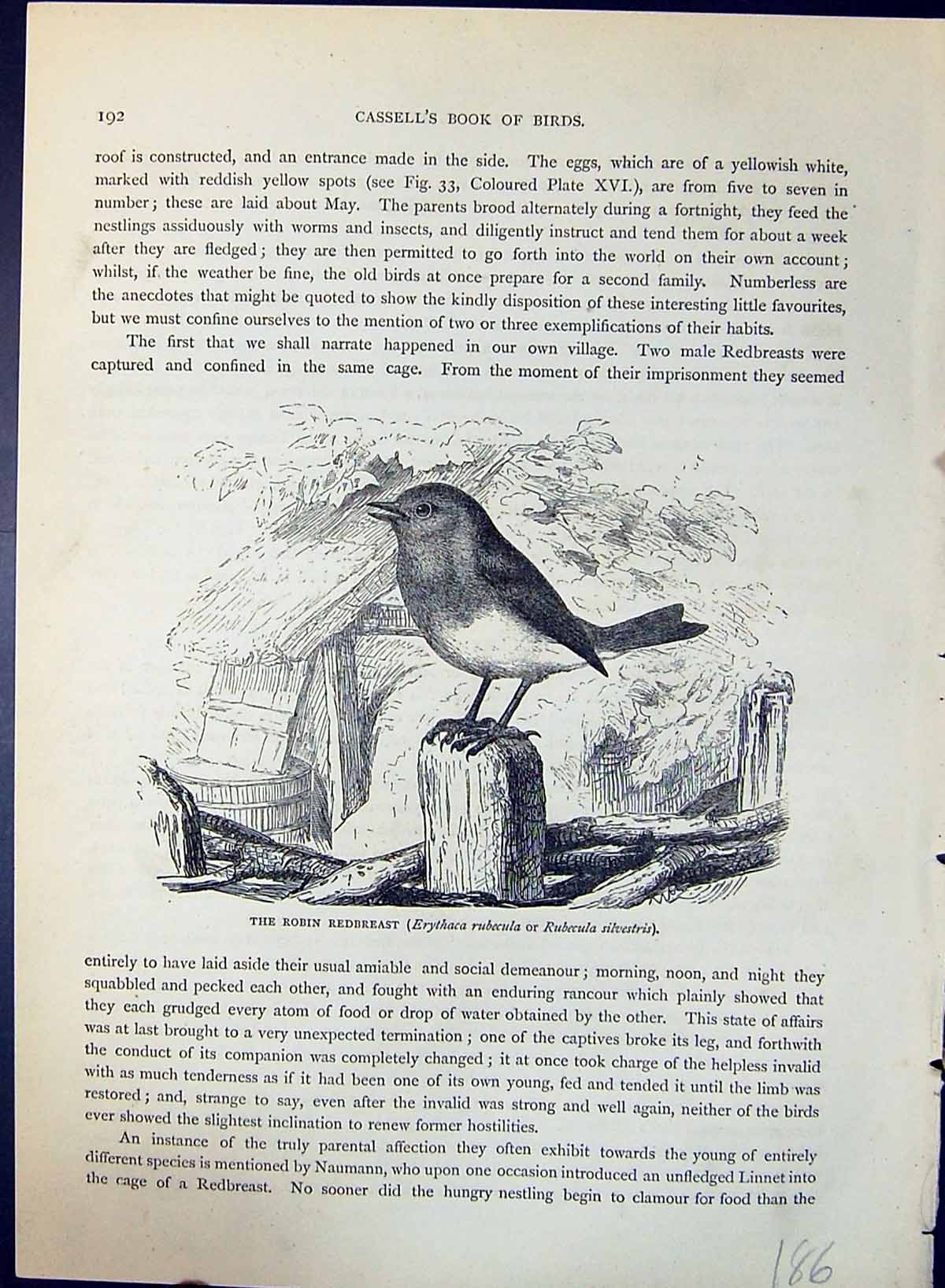 Old Robin Redbreast Erythaca Rubecula Brehm Jones C1860 Cassell'S Bir Victorian