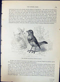 Old Swedish Blue-Throat Cyanecula Suecica Brehm Jones C1860 Cassell'S Victorian