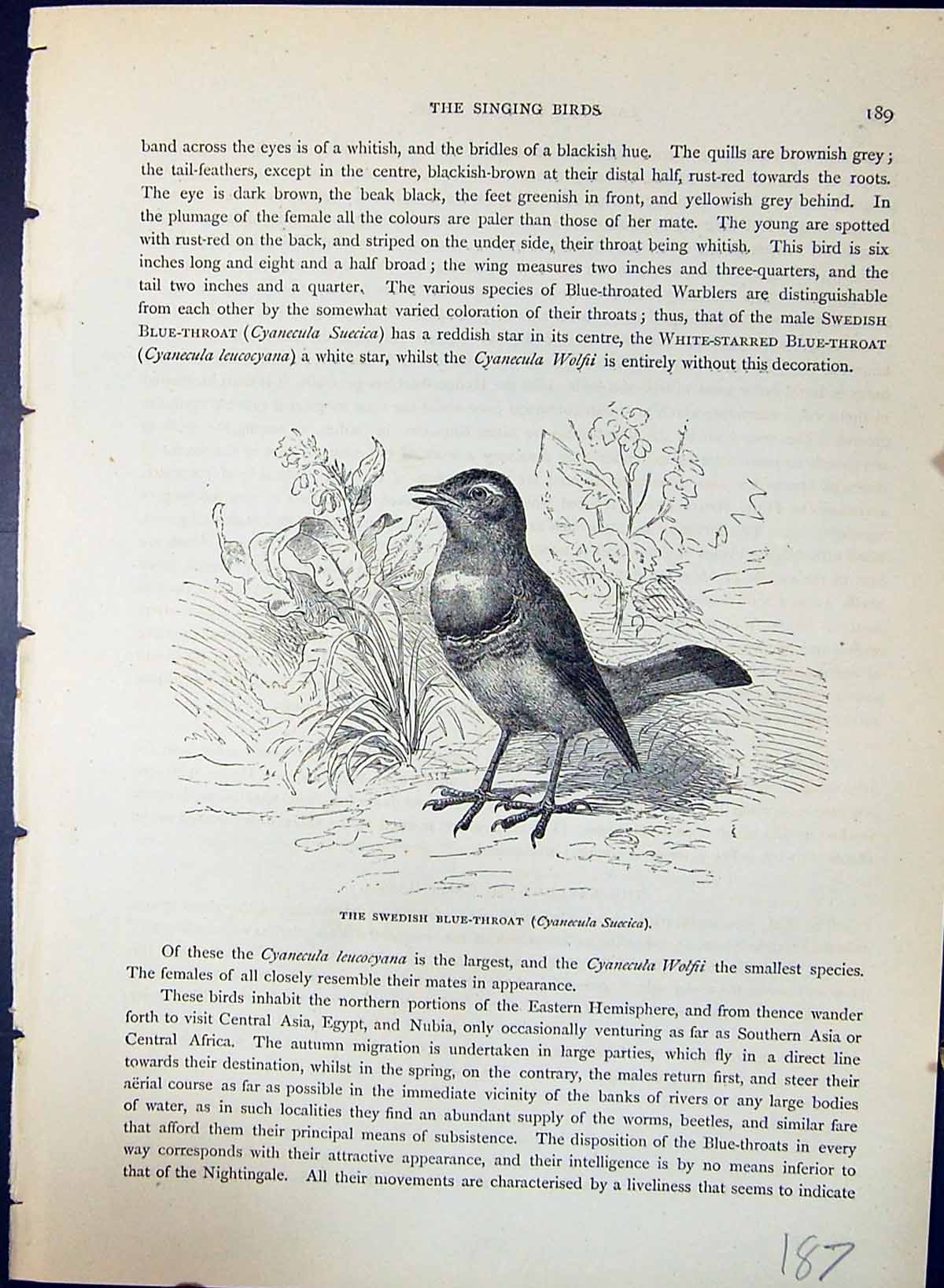 Old Swedish Blue-Throat Cyanecula Suecica Brehm Jones C1860 Cassell'S Victorian