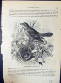 Old Nightingale Luscinia Philomela Brehm Jones C1860 Cassell'S Birds Victorian