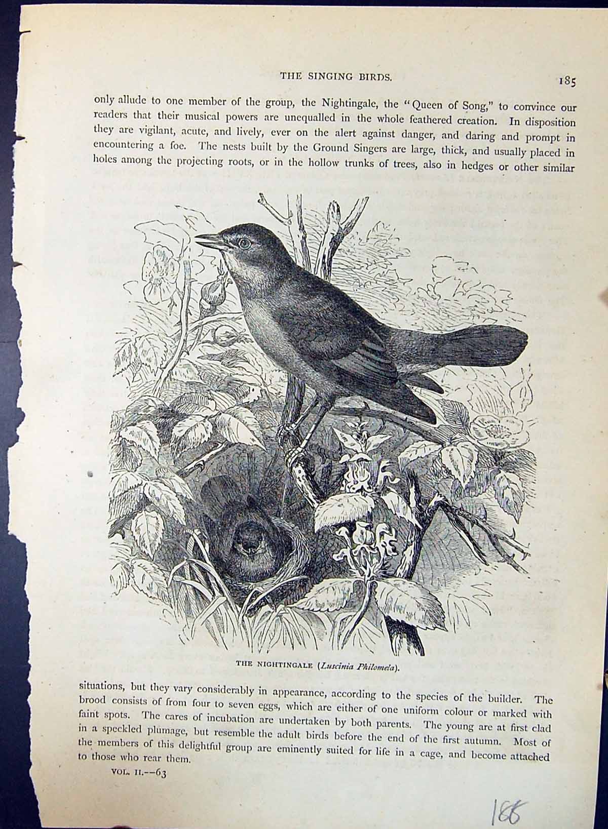 Old Nightingale Luscinia Philomela Brehm Jones C1860 Cassell'S Birds Victorian