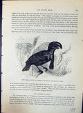 Old Umbrella Bird Chatterer Cephalopterus Brehm Jones C1860 Cassell'S Victorian