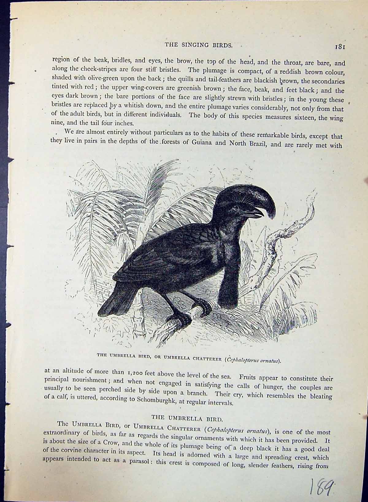 Old Umbrella Bird Chatterer Cephalopterus Brehm Jones C1860 Cassell'S Victorian