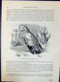 Antique Old Print Cock Rock Rupicola Crocea Brehm Jones C1860 Cassell'S Birds