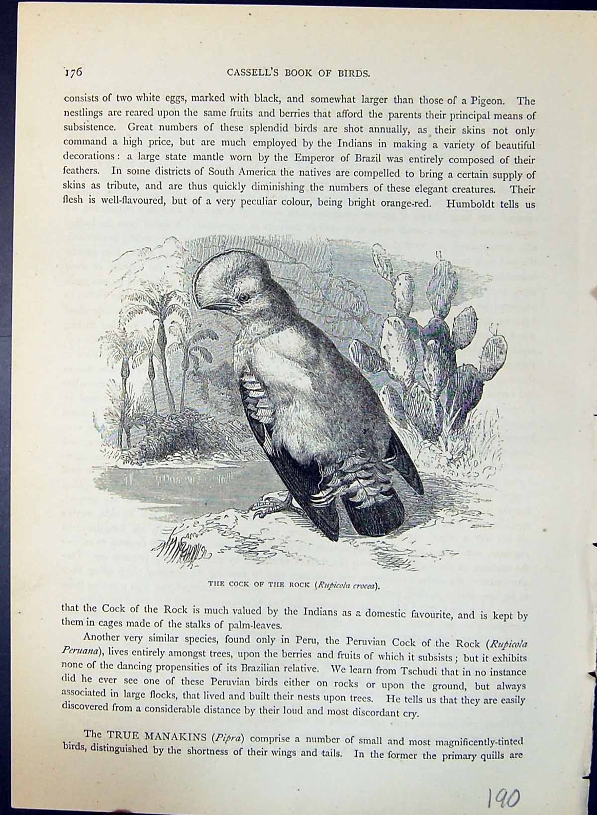 Antique Old Print Cock Rock Rupicola Crocea Brehm Jones C1860 Cassell'S Birds