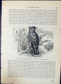Old Silk-Tail Bohemian Chatterer Wax-Wing Brehm Jones C1860 Cassell'S Victorian