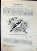 Old Collared White-Necked Fly-Catcher Brehm Jones C1860 Cassell'S Bir Victorian