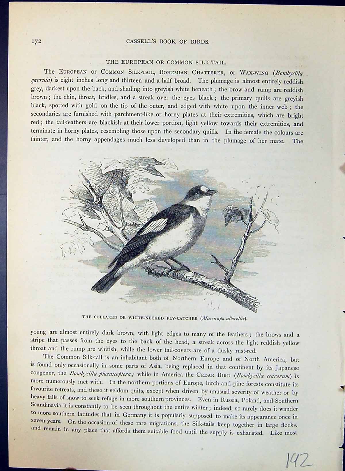 Old Collared White-Necked Fly-Catcher Brehm Jones C1860 Cassell'S Bir Victorian