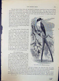 Old Scissor Bird Milvulus Tyrannus Brehm Jones C1860 Cassell'S Birds Victorian