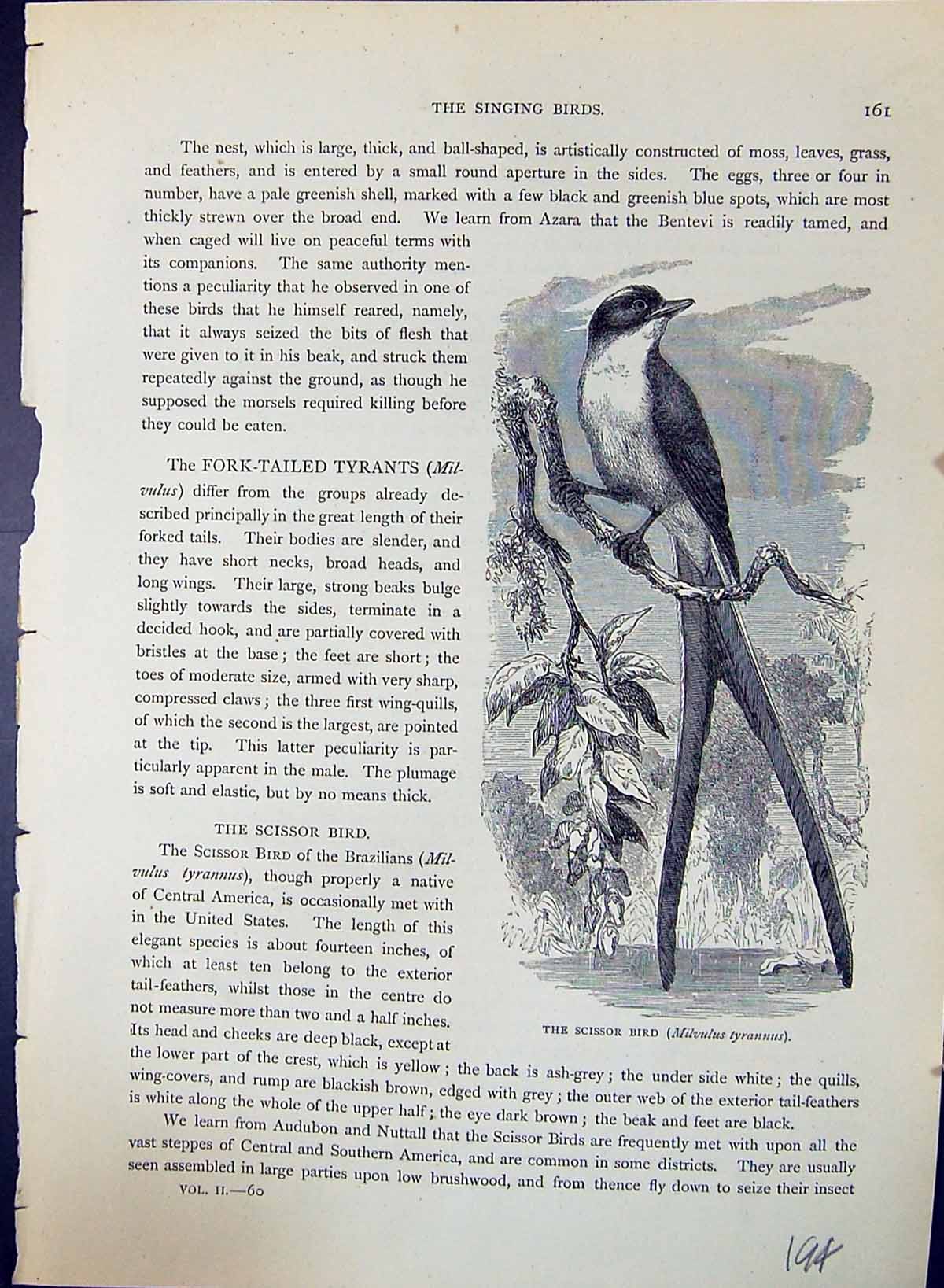 Old Scissor Bird Milvulus Tyrannus Brehm Jones C1860 Cassell'S Birds Victorian