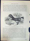 Old True Tyrant Shrike King Fly-Catcher Tyrannus Brehm Jones C1860 Ca Victorian