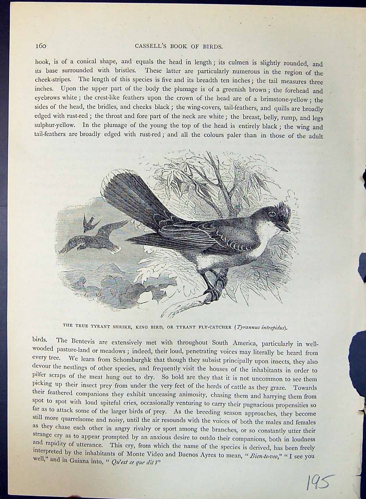 Old True Tyrant Shrike King Fly-Catcher Tyrannus Brehm Jones C1860 Ca Victorian