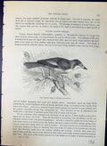 Old Magpie Shrike Cracticus Destructor Brehm Jones C1860 Cassell'S Bi Victorian