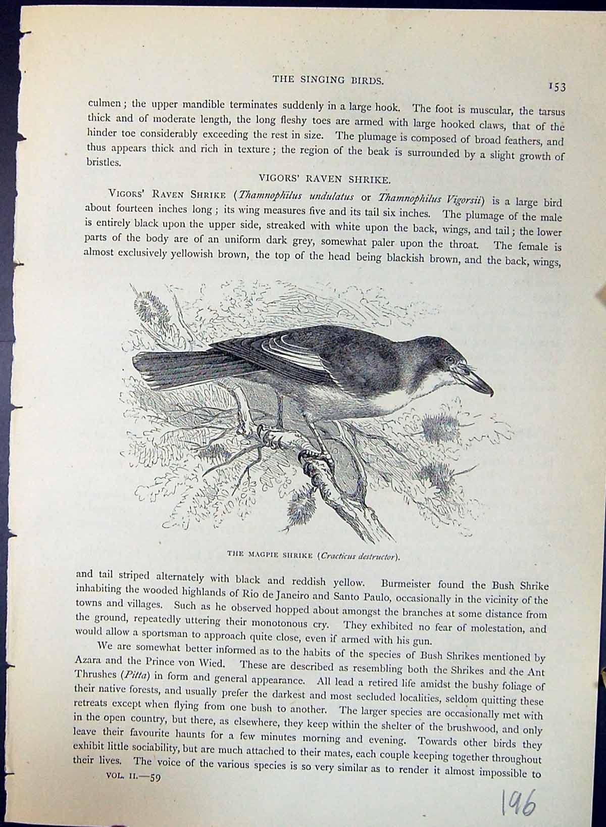 Old Magpie Shrike Cracticus Destructor Brehm Jones C1860 Cassell'S Bi Victorian