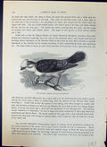 Antique Print Helmet Strike Poliocephalus Brehm Jones C1860 Cassell'S Birds