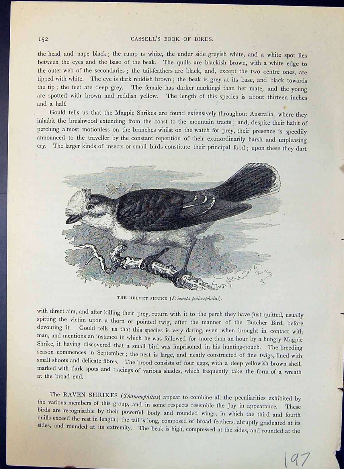 Antique Print Helmet Strike Poliocephalus Brehm Jones C1860 Cassell'S Birds
