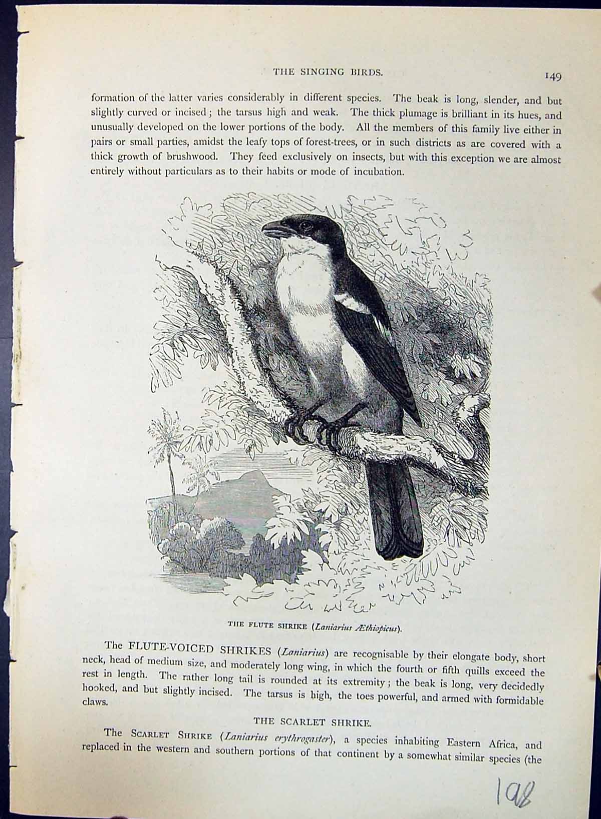 Old Flute Shrike Laniarius Aethiopicus Brehm Jones C1860 Cassell'S Bi Victorian