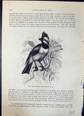 Old Falcon Shrike Falcunculus Frontatus Brehm Jones C1860 Cassell'S B Victorian