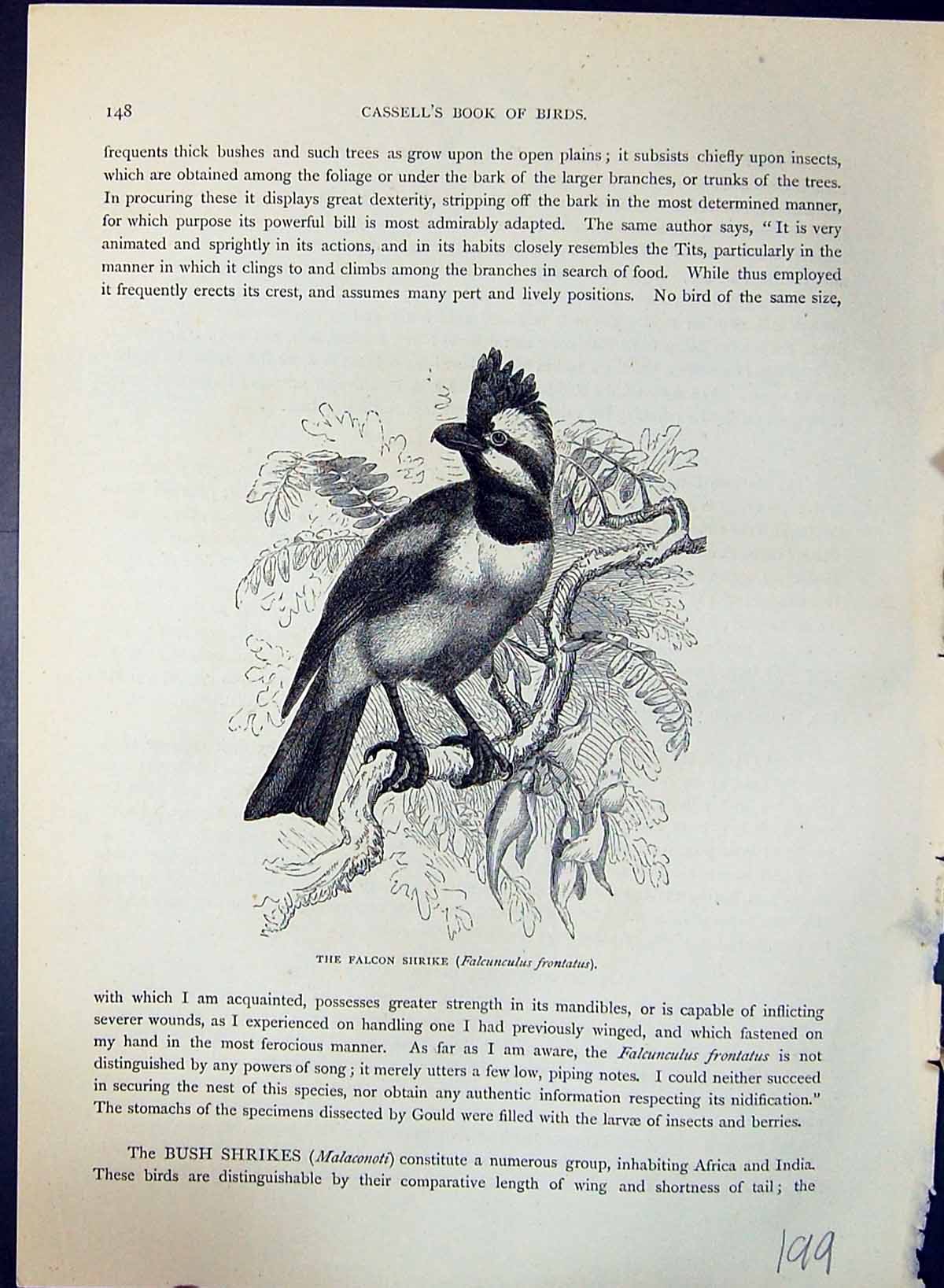 Old Falcon Shrike Falcunculus Frontatus Brehm Jones C1860 Cassell'S B Victorian