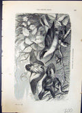 Antique Old Print Butcher Bird Fly-Catchers Brehm Jones C1860 Cassell'S Birds