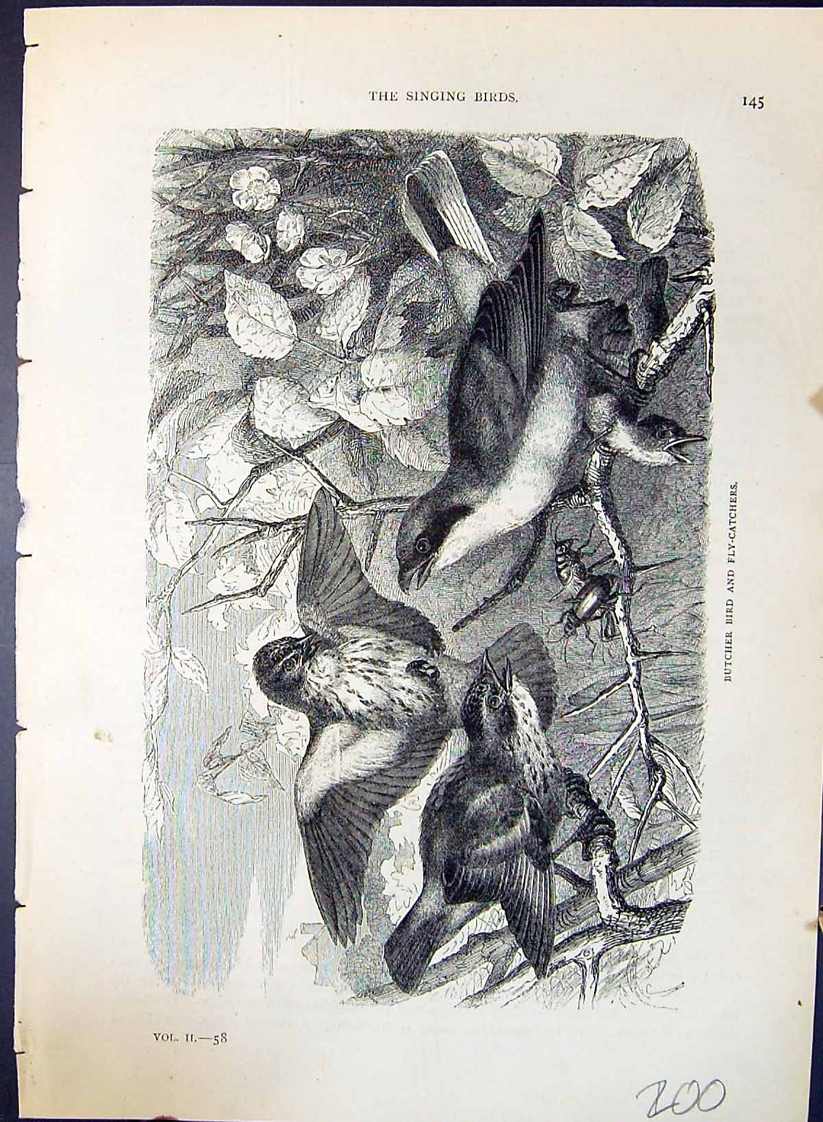 Antique Old Print Butcher Bird Fly-Catchers Brehm Jones C1860 Cassell'S Birds